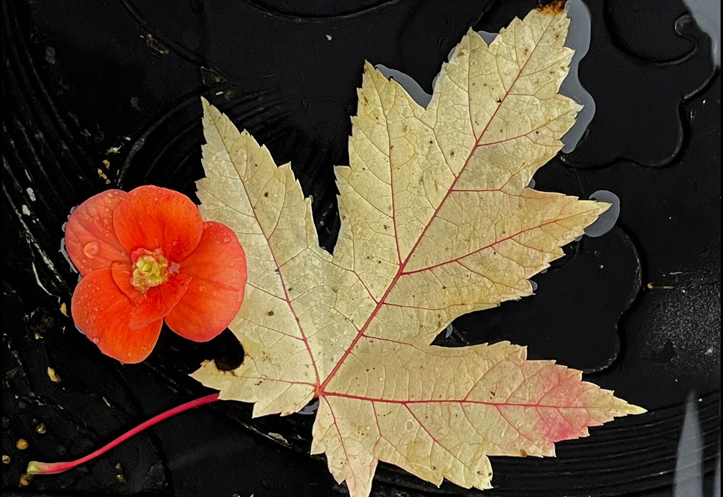 Seasons collide